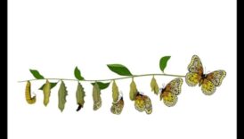 إحداث ثورة في الأعمال: استراتيجيات تخطيط التحليل الديناميكي