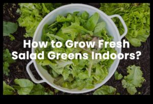 الخير المورق: استكشاف عالم الخلطات الخضراء الطازجة والنابضة بالحياة