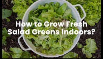 الخير المورق: استكشاف عالم الخلطات الخضراء الطازجة والنابضة بالحياة